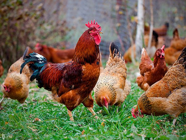 Породы куриц | ЗооТом - продажа, вязка и услуги для животных в Тавде