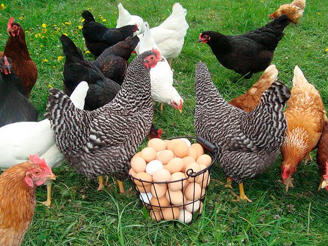 Содержание кур и уход за ними | ЗооТом - продажа, вязка и услуги для животных в Тавде