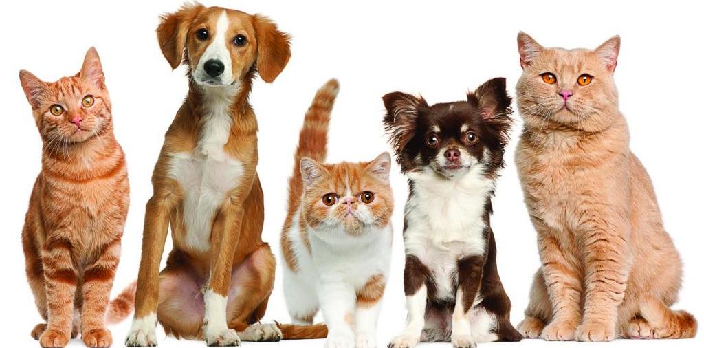 Доска объявлений о животных | ЗооТом - продажа, вязка и услуги для животных в Тавде