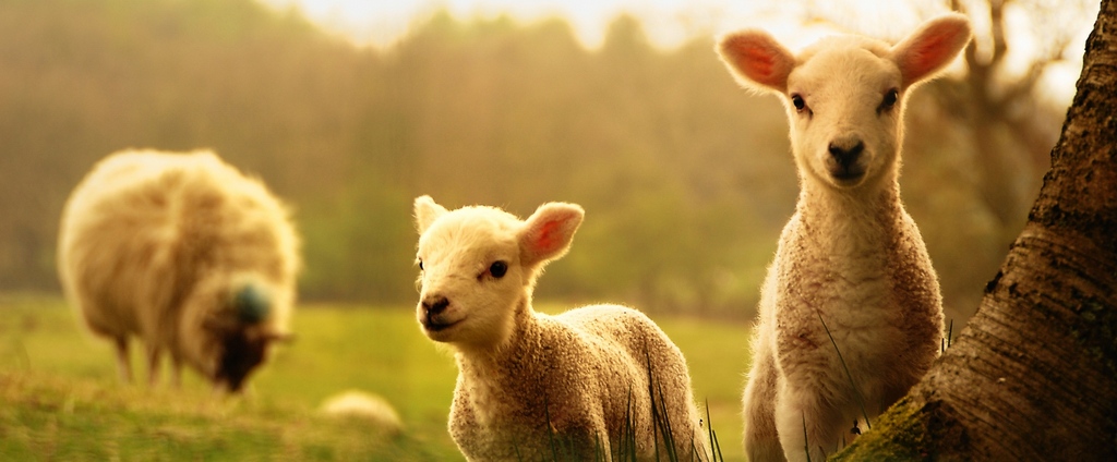Объявления о сельскохозяйственных животных | ЗооТом - продажа, вязка и услуги для животных в Тавде