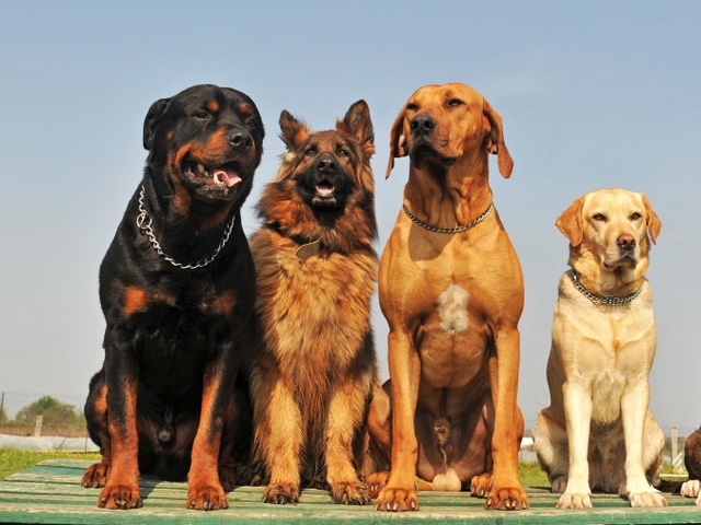 Крупные породы собак в Тавде | ЗооТом портал о животных