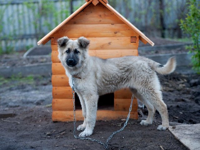 Все о собаках в Тавде